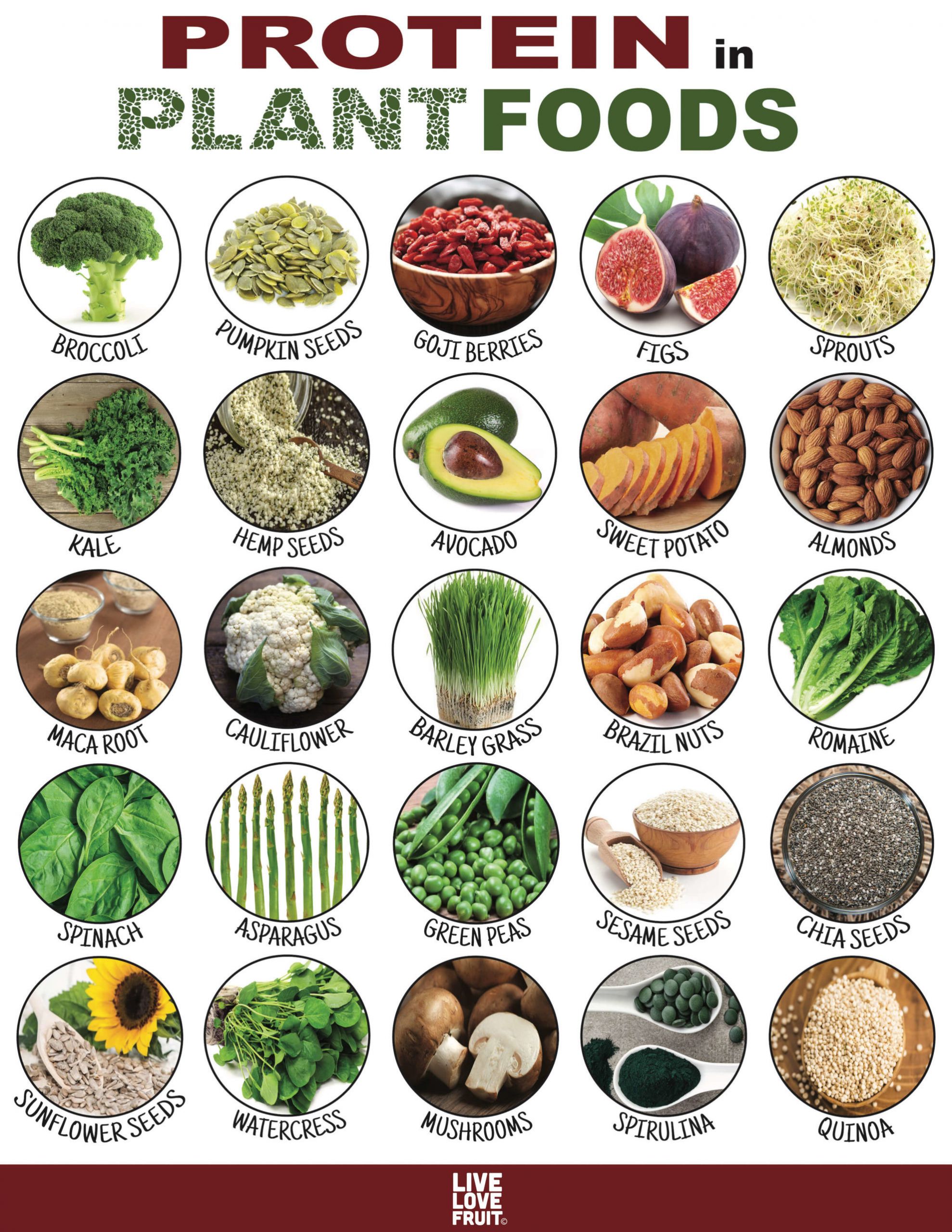 Protein From Plant Based Diet
 Plant Protein Your Guide To 24 Protein Packed Plant Foods