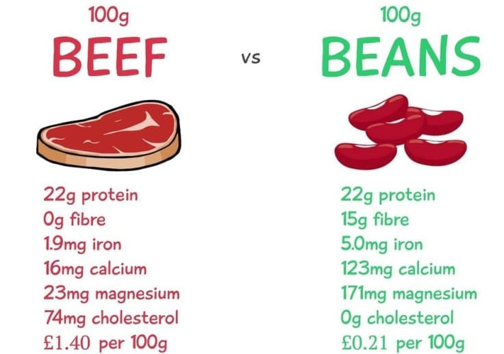 Vegan Protein Vs Animal Protein
 Best Plant Sources Protein