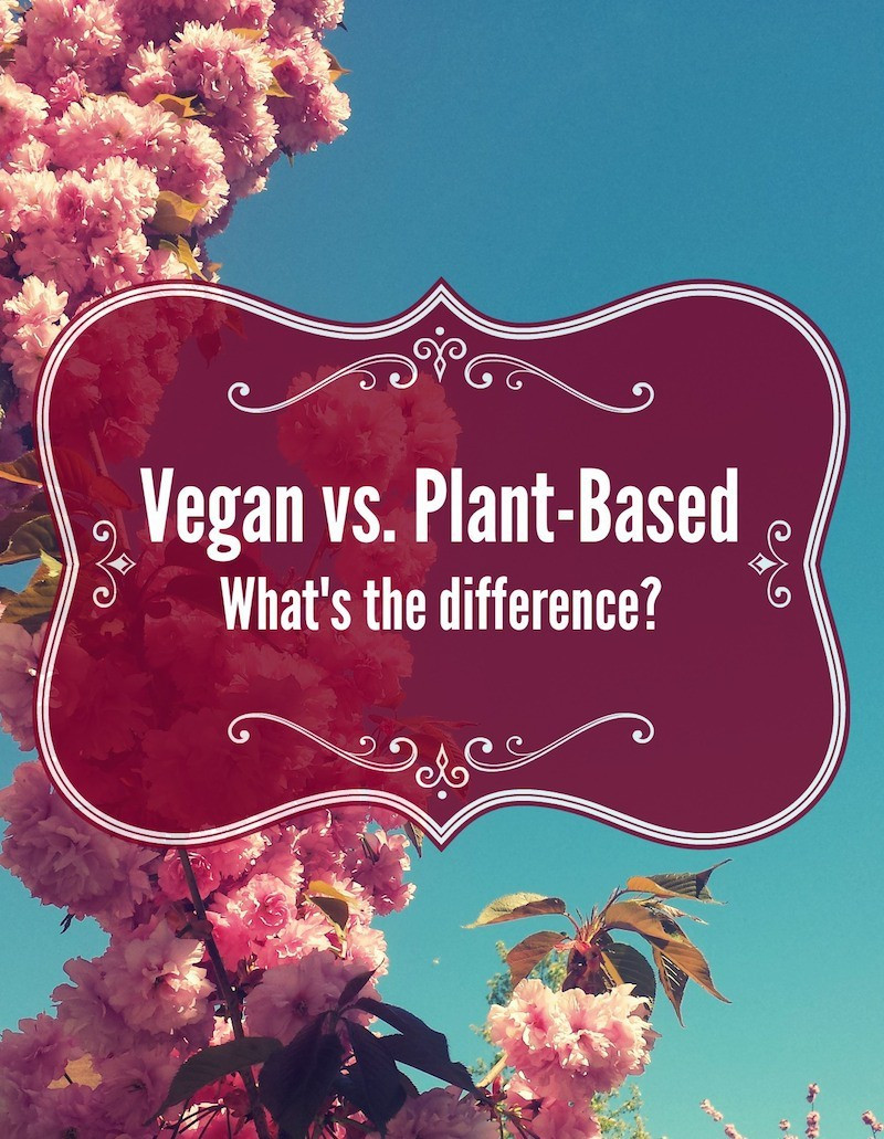 Vegan Vs Plant Based Diet
 5 Surprising Myths about Veganism Prepgreen