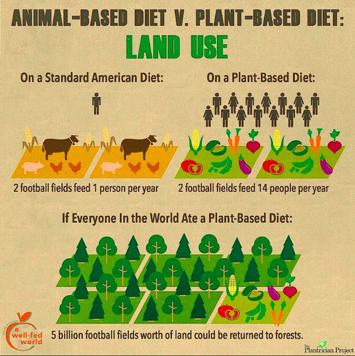 Vegan Vs Plant Based Diet
 Pin on vegan